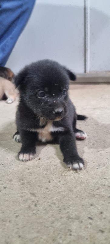 고령군 유기견 보호소_447520202500267